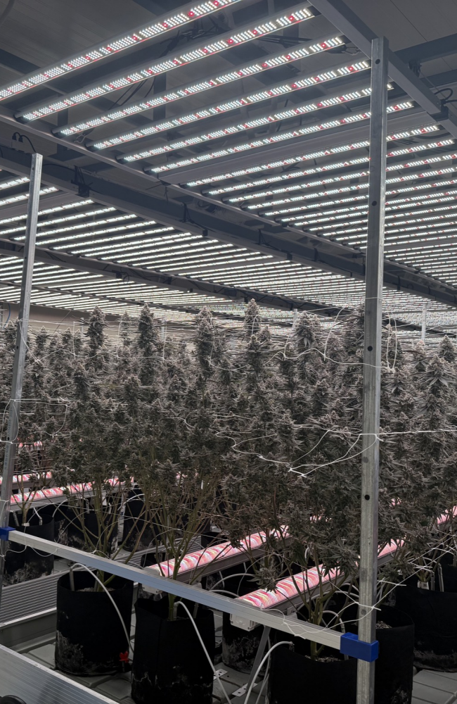 650x1000(3